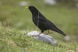 Wieszczek, Pyrrhocorax graculus, Park Narodowy Picos de Europa, Asturia, Hiszpania