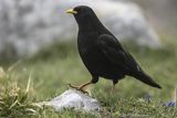 Wieszczek, Pyrrhocorax graculus, Park Narodowy Picos de Europa, Asturia, Hiszpania