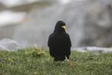 Wieszczek, Pyrrhocorax graculus, Park Narodowy Picos de Europa, Asturia, Hiszpania