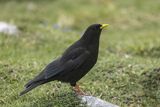 Wieszczek, Pyrrhocorax graculus, Park Narodowy Picos de Europa, Asturia, Hiszpania