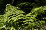 paproć wietlica samicza Athyrium filix-femina