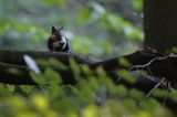 wiewiórka, odmiana ciemna, Sciurus vulgaris, Bieszczady