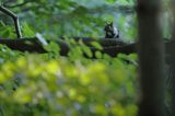 wiewiórka, odmiana ciemna, Sciurus vulgaris, Bieszczady