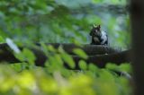 wiewiórka, odmiana ciemna, Sciurus vulgaris, Bieszczady