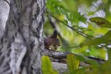 wiewiórka z orzechem włoskim, sciurus vulgaris squirrel, sciurus vulgaris