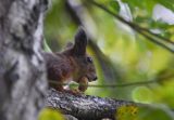 wiewiórka z orzechem włoskim, sciurus vulgaris squirrel, sciurus vulgaris