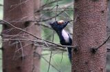 wiewiórka, odmiana ciemna, Sciurus vulgaris, Bieszczady