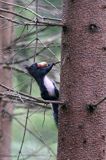 wiewiórka, odmiana ciemna, Sciurus vulgaris, Bieszczady