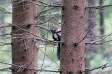 wiewiórka, odmiana ciemna, Sciurus vulgaris, Bieszczady