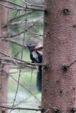 wiewiórka, odmiana ciemna, Sciurus vulgaris, Bieszczady