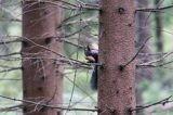 wiewiórka, odmiana ciemna, Sciurus vulgaris, Bieszczady