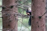 wiewiórka, odmiana ciemna, Sciurus vulgaris, Bieszczady