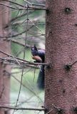 wiewiórka, odmiana ciemna, Sciurus vulgaris, Bieszczady