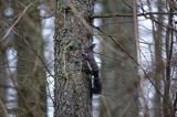 wiewiórka, odmiana ciemna, Sciurus vulgaris, Bieszczady