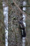 wiewiórka, odmiana ciemna, Sciurus vulgaris, Bieszczady