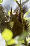 wiewiórka, odmiana ciemna, Sciurus vulgaris, Bieszczady