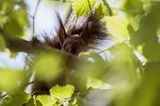 wiewiórka, odmiana ciemna, Sciurus vulgaris, Bieszczady