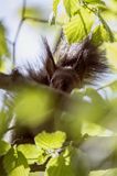 wiewiórka, odmiana ciemna, Sciurus vulgaris, Bieszczady