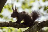 wiewiórka, odmiana ciemna, Sciurus vulgaris, Bieszczady