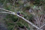 wiewiórka, odmiana ciemna, Sciurus vulgarisj, Bieszczady