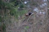 wiewiórka, odmiana ciemna, Sciurus vulgarisj, Bieszczady