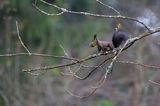 wiewiórka, odmiana ciemna, Sciurus vulgaris, Bieszczady