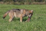 wilk Canis lupus z ofiarą