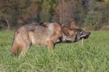 wilk Canis lupus z ofiarą