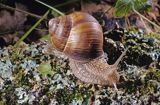Ślimak winniczek, Helix pomatia