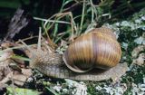 Ślimak winniczek, Helix pomatia