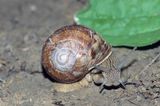 Ślimak winniczek, Helix pomatia