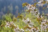 Bieszczadzkie lasy, dzika czereśnia, Prunus avium