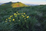 pełniki na Połoninie Wetlińskiej, Bieszczady, pełnik alpejski Trollius altissimus