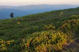 o świcie na Połoninie Wetlińskiej, Bieszczady