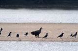 bielik, Haliaeetus albicilla, nad Wisłą, na łasze wiślanej