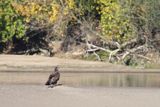 bielik, Haliaeetus albicilla, nad Wisłą, na łasze wiślanej