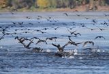 Kormorany czarne, Phalacrocorax carbo