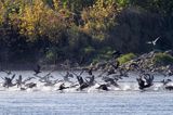 Kormorany czarne, Phalacrocorax carbo