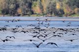 Kormorany czarne, Phalacrocorax carbo