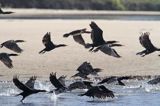 Kormorany czarne, Phalacrocorax carbo na łasze wiślanej