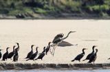 Kormorany czarne, Phalacrocorax carbo i czapla siwa, Ardea cinerea na łasze wiślanej