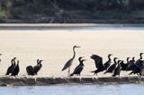 Kormorany czarne, Phalacrocorax carbo i czapla siwa, Ardea cinerea na łasze wiślanej