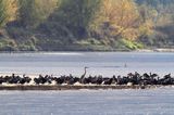 Kormorany czarne, Phalacrocorax carbo i czapla siwa, Ardea cinerea na łasze wiślanej