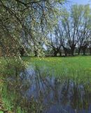 wiosenne rozlewiska Wisły, nadwiślańskie wierzby i kaczeńce, okolice Suchodołu koło Wyszogrodu, Mazowsze
