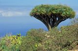 Smocze drzewo, Dracena Właściwa, yspa Hierro, Wyspy Kanaryjskie