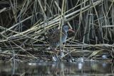 Wodnik zwyczajny, wodnik, Rallus aquaticus