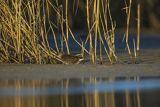 Wodnik zwyczajny, wodnik, Rallus aquaticus