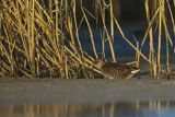 Wodnik zwyczajny, wodnik, Rallus aquaticus