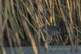 Wodnik zwyczajny, wodnik, Rallus aquaticus