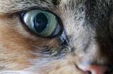 Kocie oko, autoportret w oku kota, Bieszczady